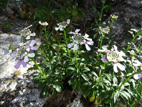 Plancia ëd Iberis gibraltarica L.