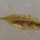 Image of Aral Stickleback