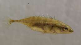 Image of Aral Stickleback