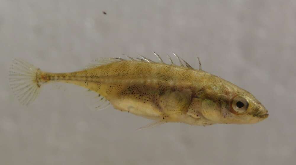 Image of Aral Stickleback