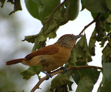 Image of Barred Antshrike