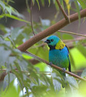 Image of Green-headed Tanager