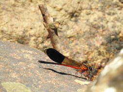 Image of Euphaea cardinalis (Fraser 1924)