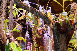 Image of Nepenthes × ventrata