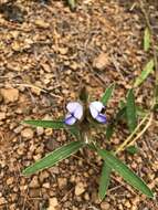 Image of Crotalaria sessiliflora L.