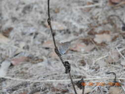 Lycaena phlaeas timeus (Cramer 1779) resmi