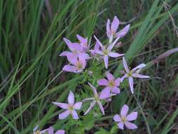 Imagem de Sabatia angularis (L.) Pursh