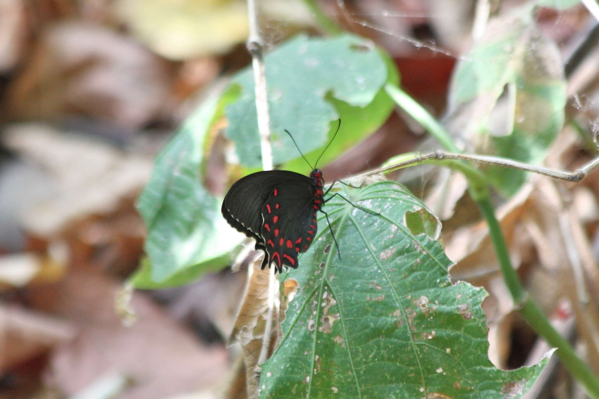 Image of Parides photinus (Doubleday 1844)