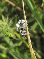 Image of Anthophora ponomarevae Brooks 1988