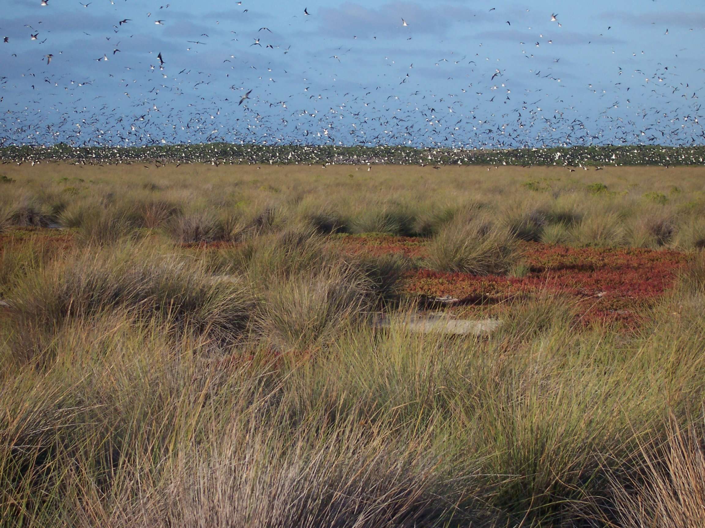 Image of Sooty Tern