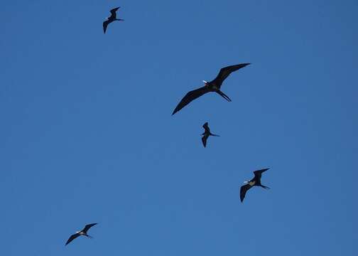 Image of frigatebirds