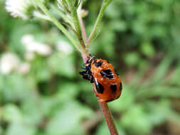 Image of Ladybird beetle