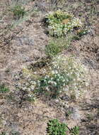 Image of Dianthus volgicus Juzepczuk