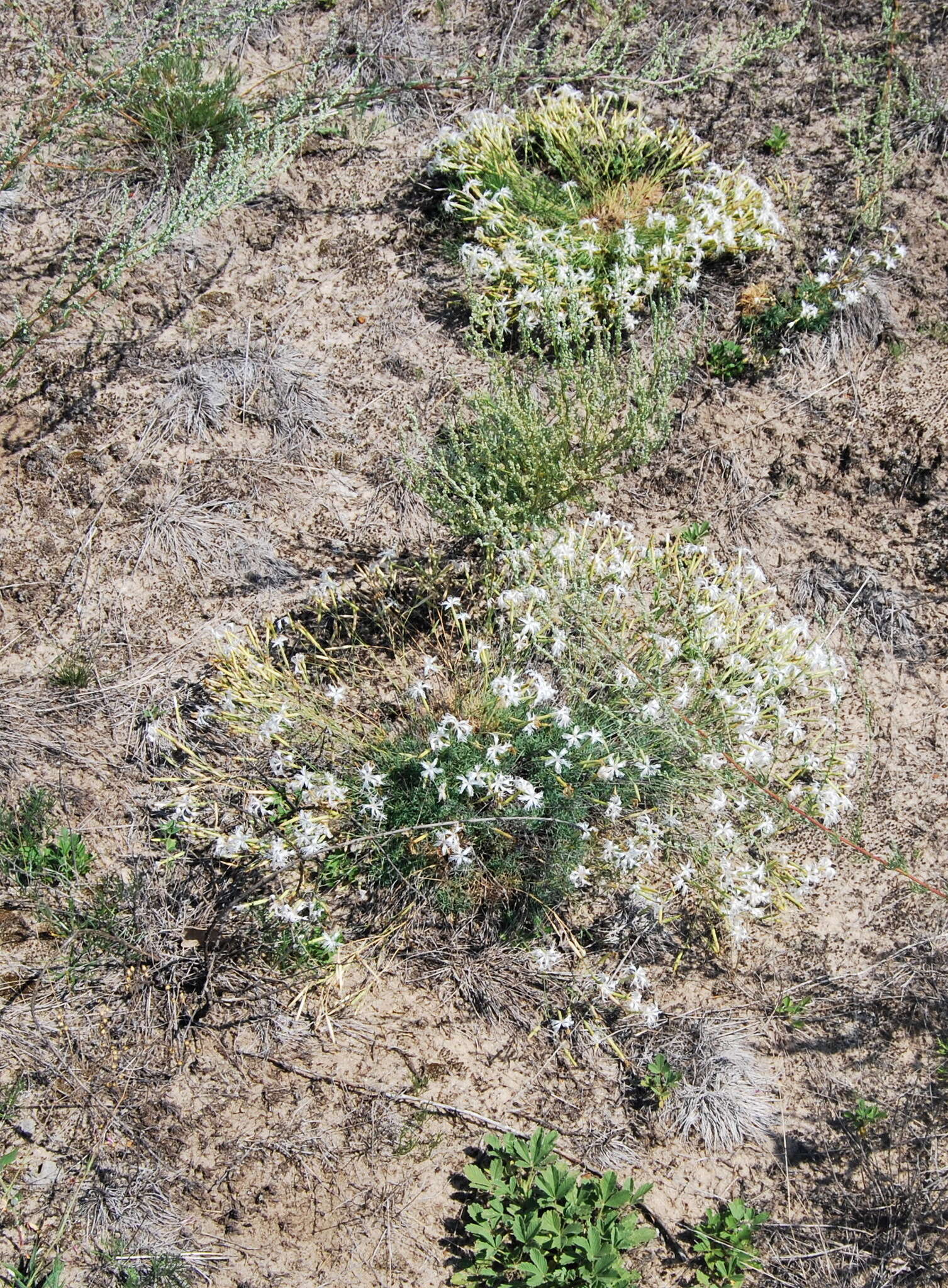 Image of Dianthus volgicus Juzepczuk