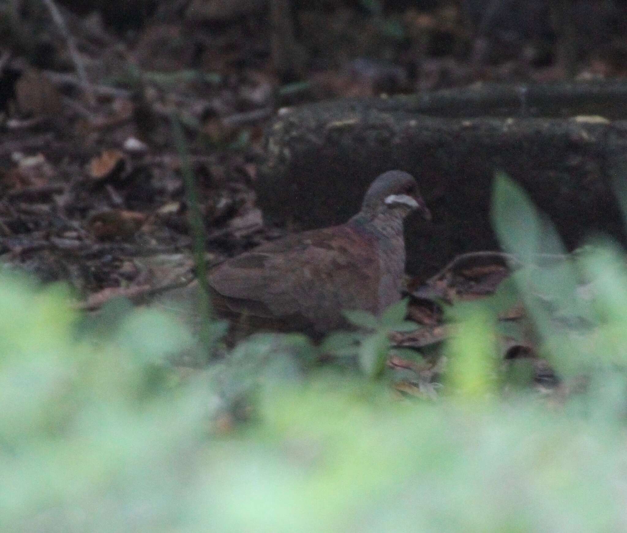 Image of Key West Quail-Dove