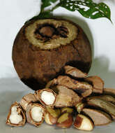 Image of brazilnut