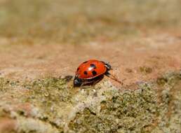 Image of Lady beetle