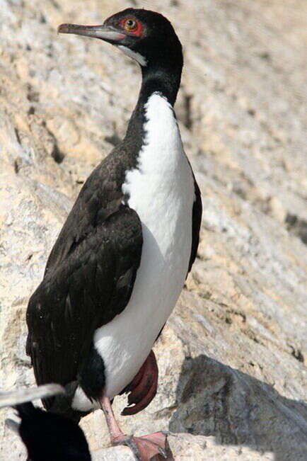 Image of Guanay Cormorant