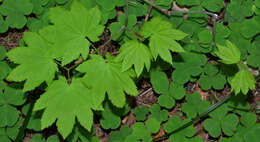 Слика од Acer circinatum Pursh