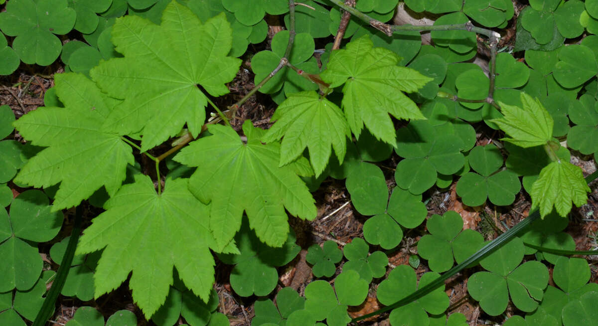 Imagem de Acer circinatum Pursh