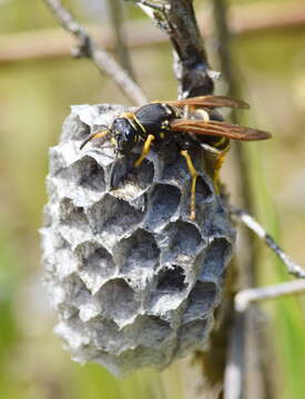 Image de Polistes biglumis (Linnaeus 1758)