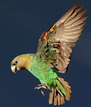 Image of Brown-necked Parrot