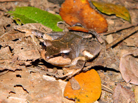 Image of Common Madagascar Frog