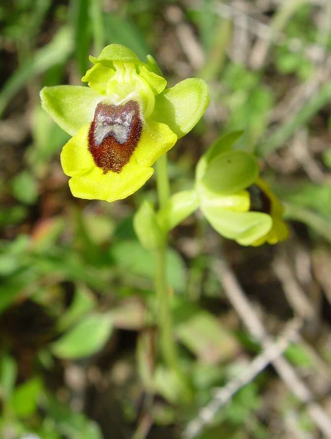 Image of ophrys