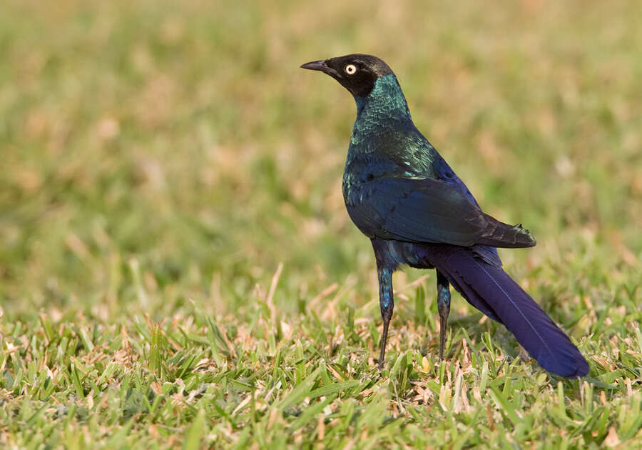 Image of Long-tailed Glossy Starling