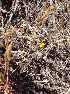 Image of Lyon's pygmydaisy