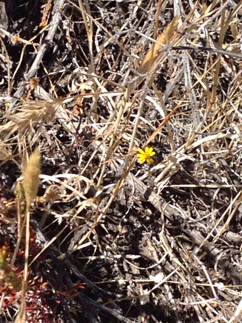 Image of Lyon's pygmydaisy