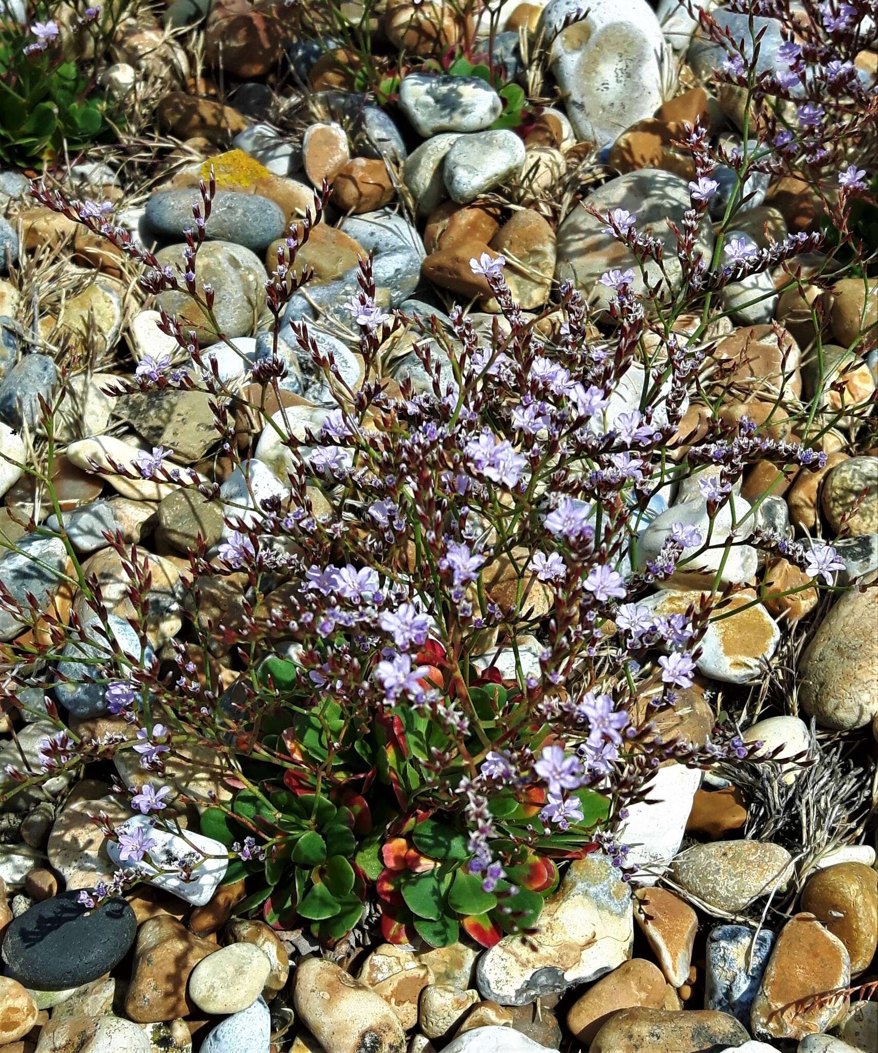 Image of Limonium hyblaeum Brullo