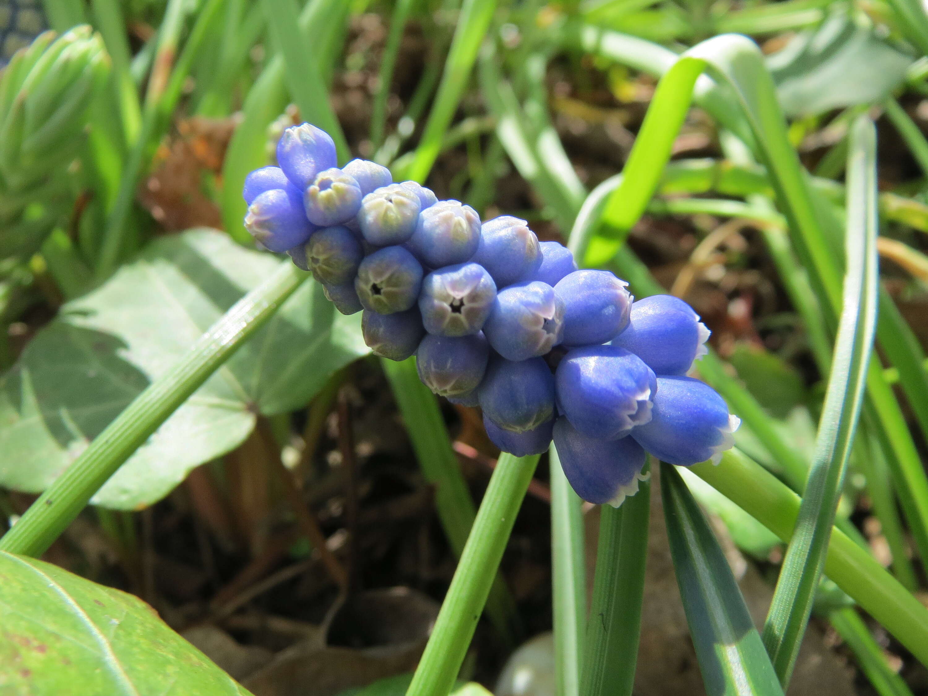 Image of Armenian grape hyacinth