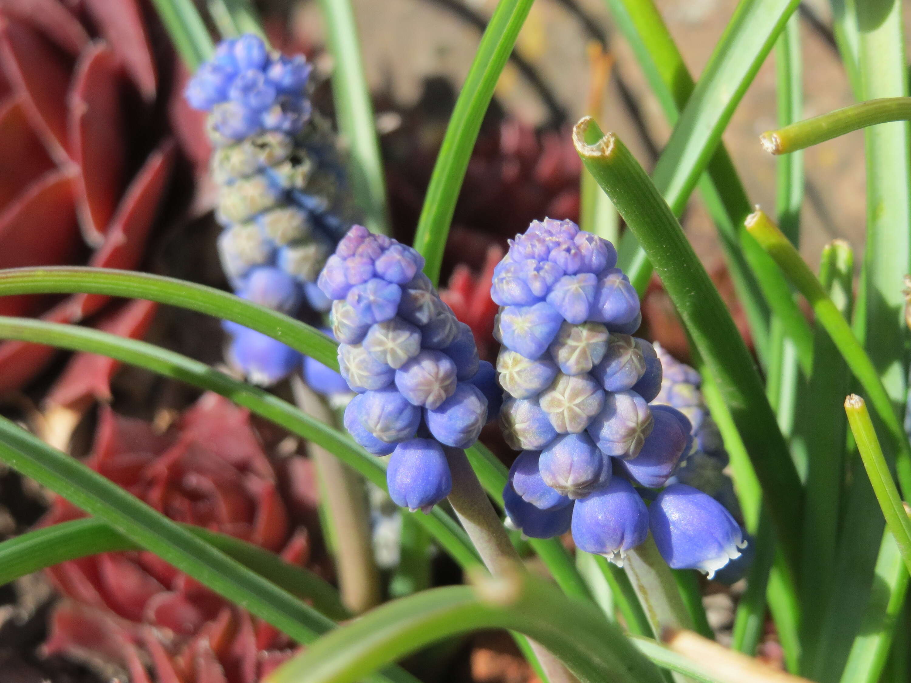 Imagem de Muscari armeniacum H. J. Veitch