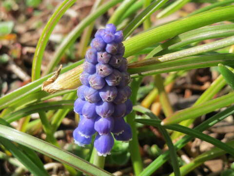 Imagem de Muscari armeniacum H. J. Veitch