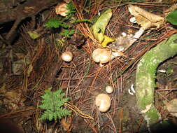 Image of Inocybe sindonia (Fr.) P. Karst. 1879