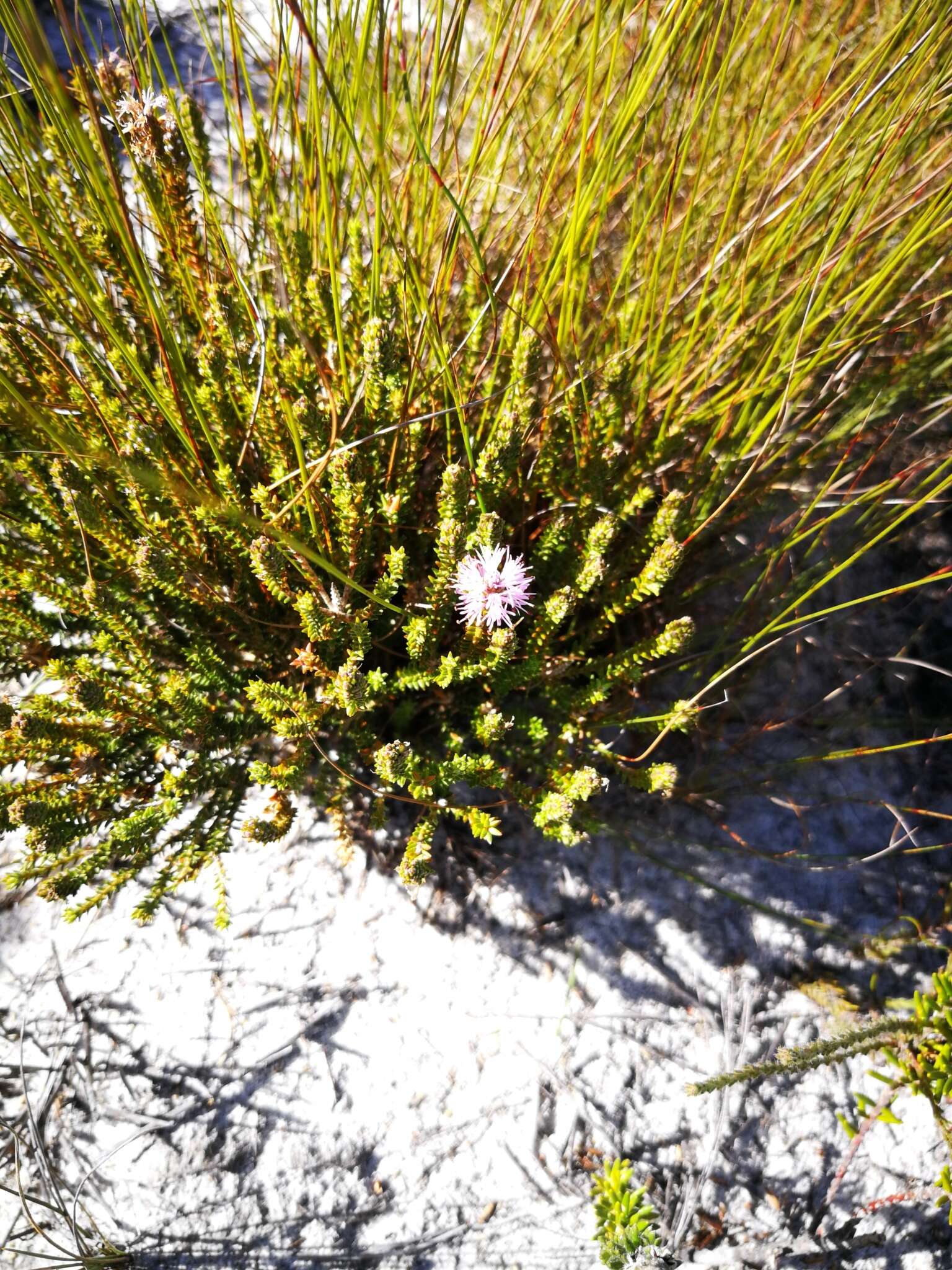 Image of Stilbe ericoides (L.) L.