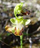 Image of Dark bee orchid