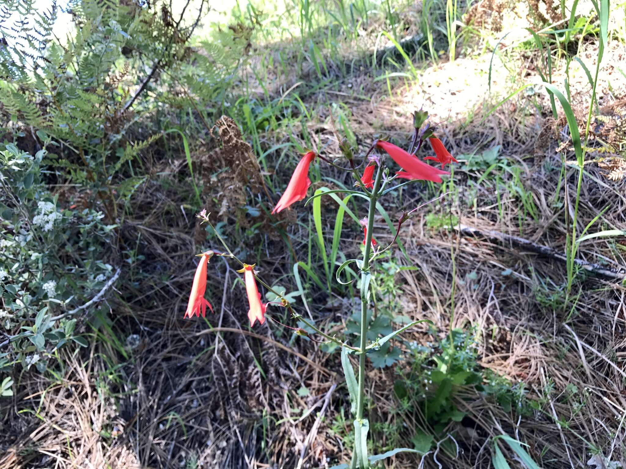 Image of beardlip penstemon