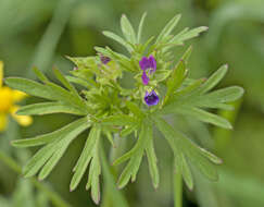 Plancia ëd Geranium dissectum L.