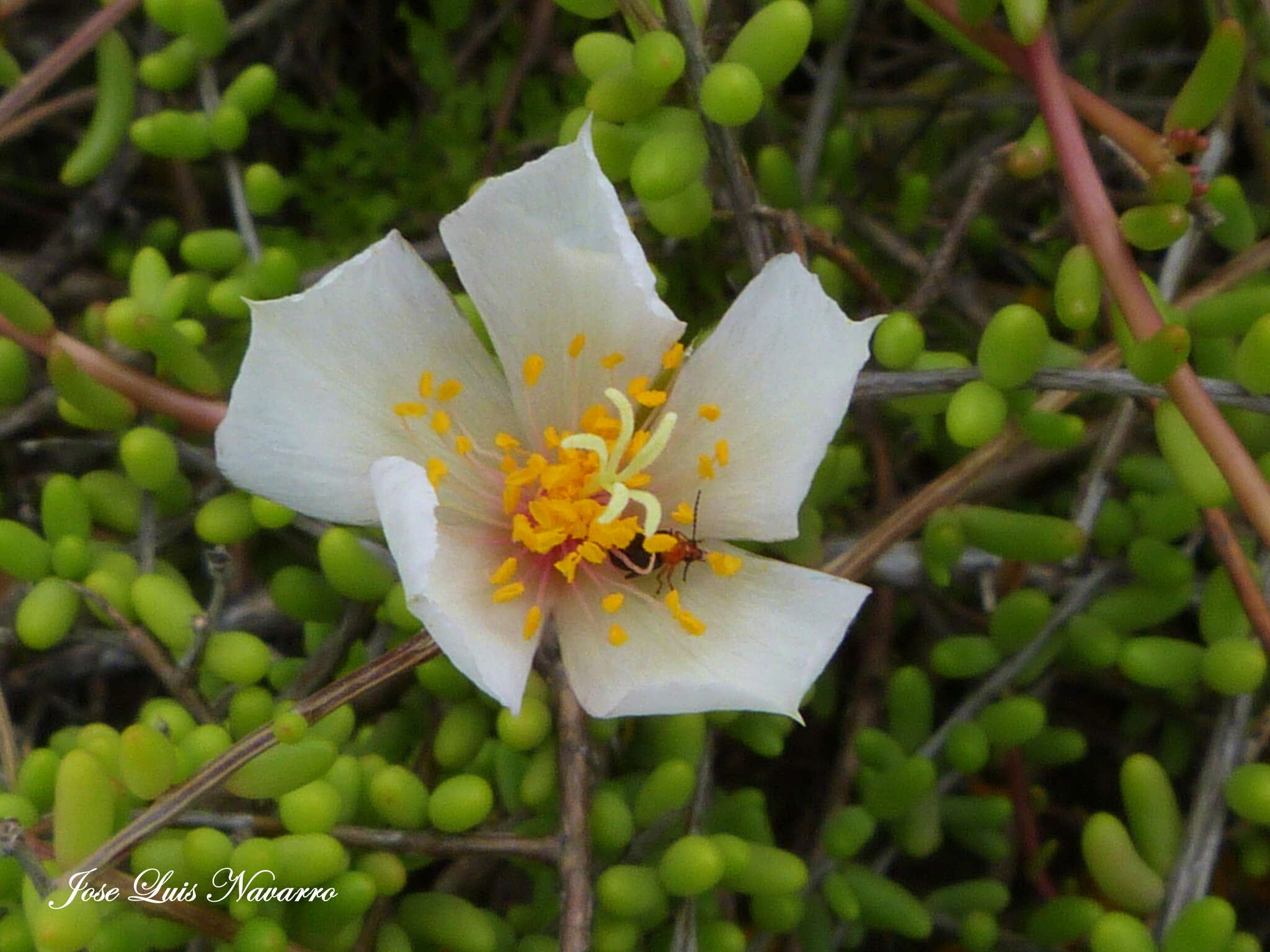 Image of Grahamia bracteata Gill.