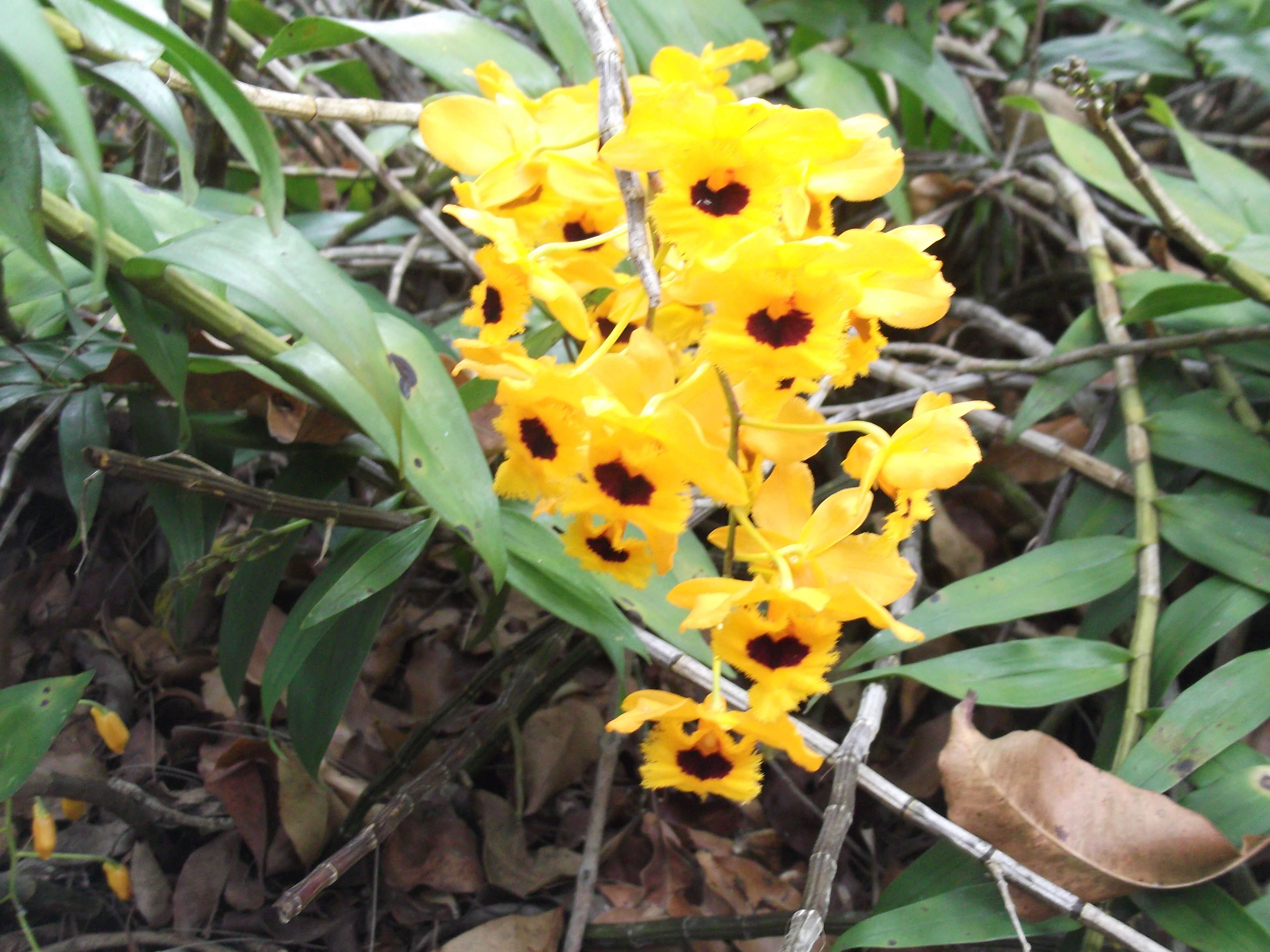 Imagem de Dendrobium fimbriatum Hook.