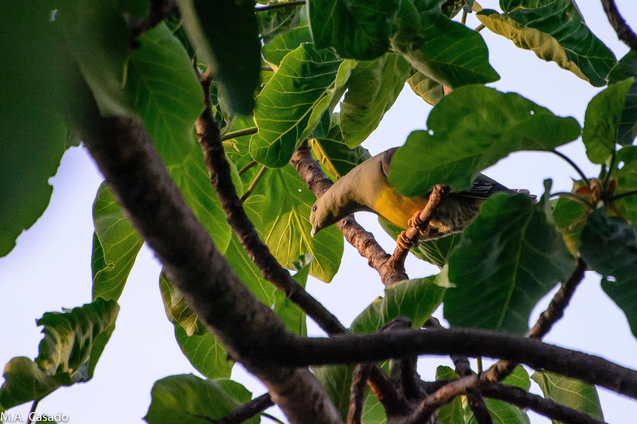 Image of Bruce's Green-Pigeon