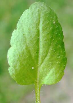 Image of Green field-speedwell