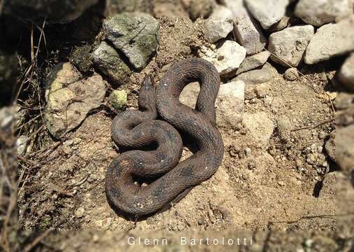 Image of Brown Water Snake