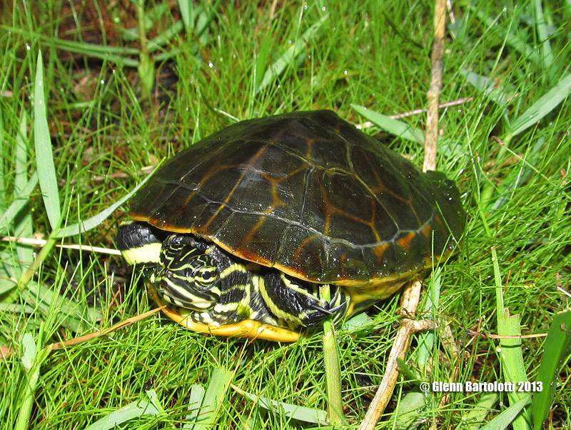 Image of Deirochelys