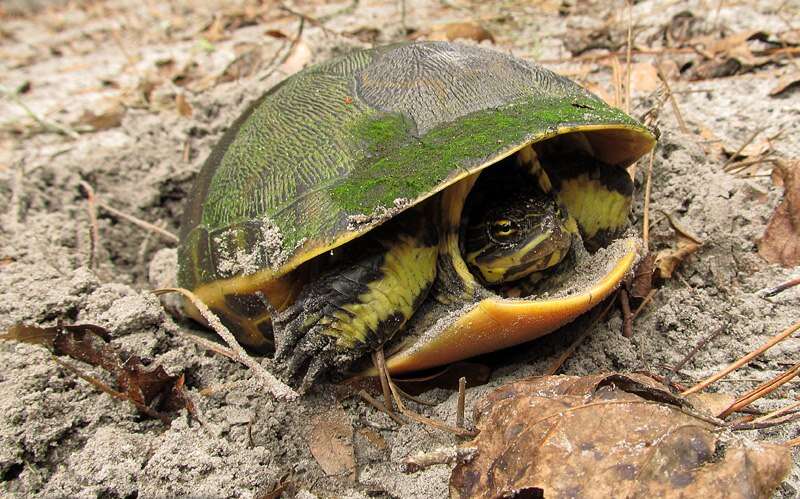 Image of Deirochelys