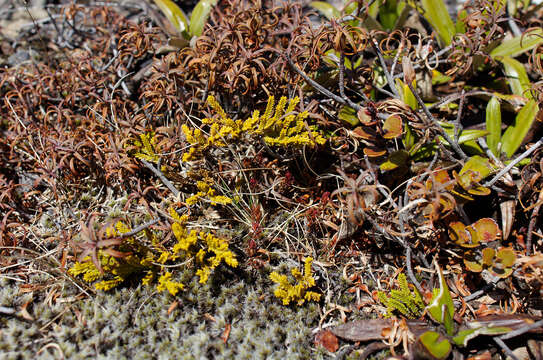 Image of Veronica tetragona Hook.