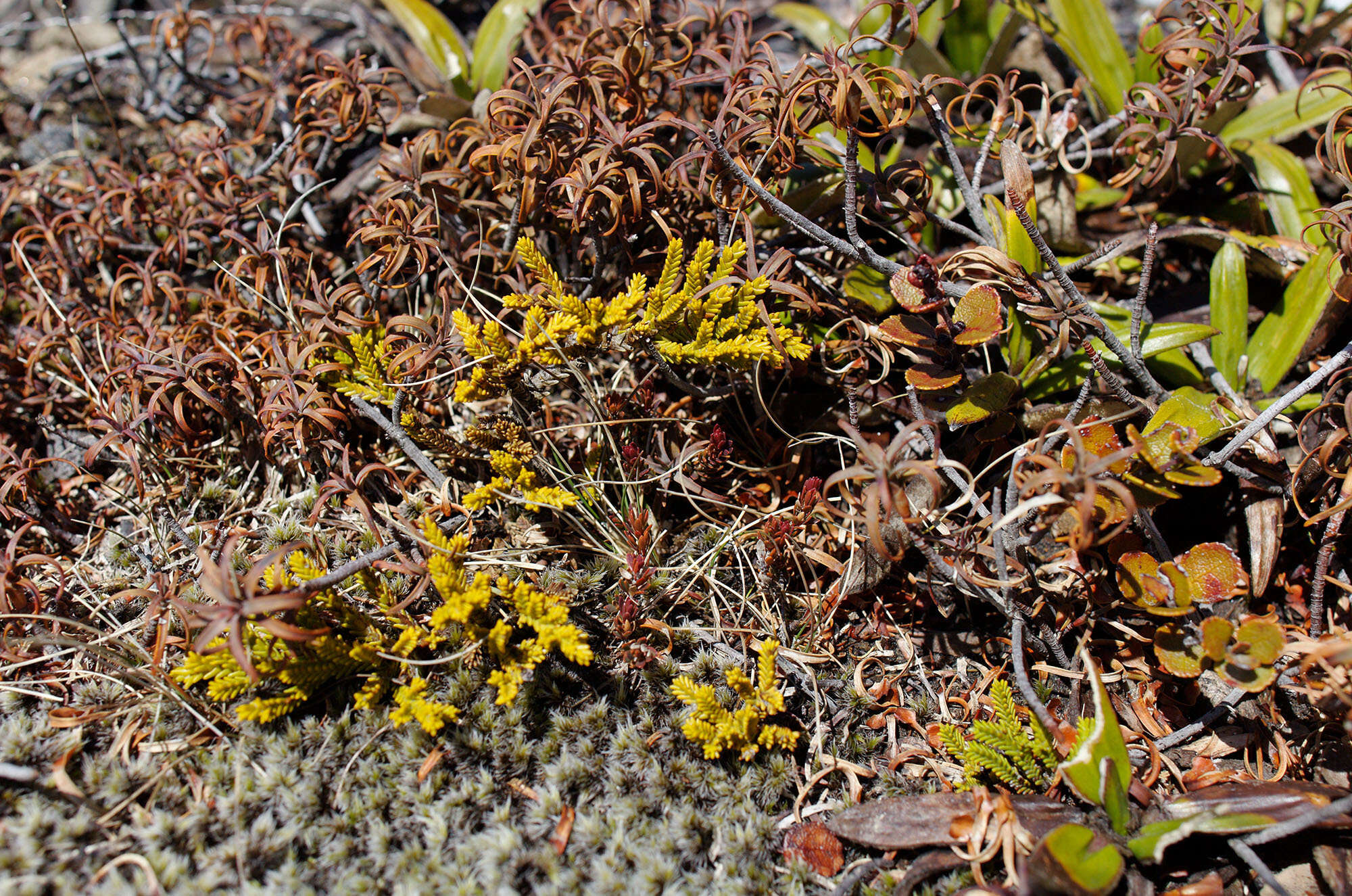 Image of Veronica tetragona Hook.