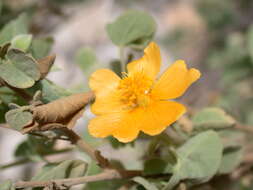 Image of Texas Indian mallow